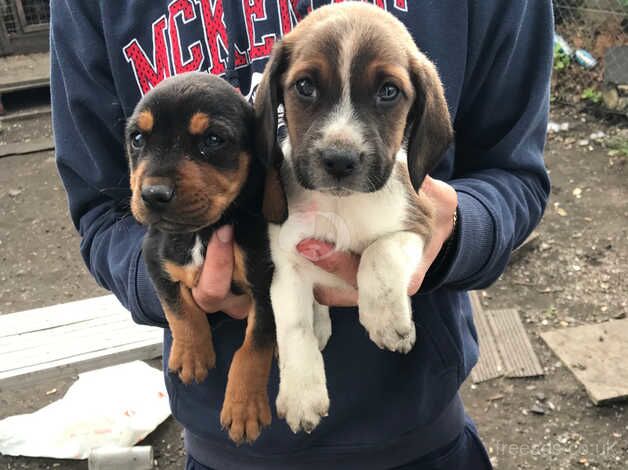 Beagle pups ready now for sale in Tredegar, Blaenau Gwent