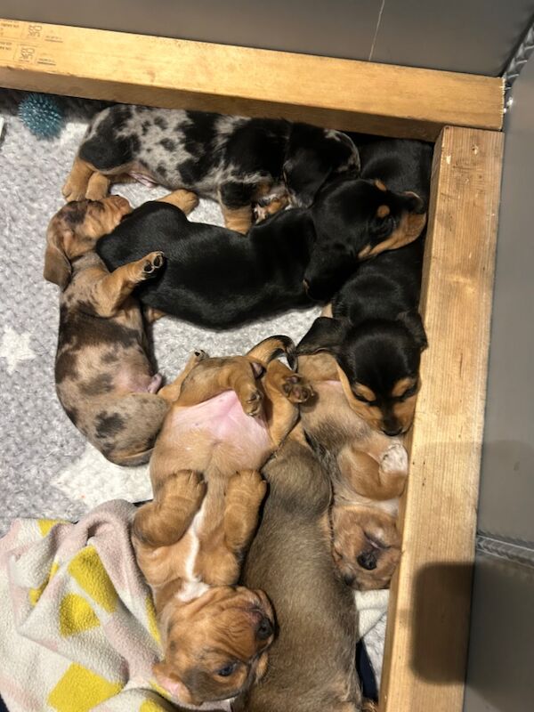 Beagle Puppies For Sale