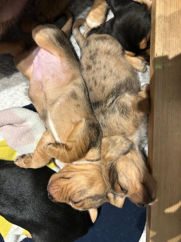 Beagle x dachshund DOXEL for sale in Pontefract, West Yorkshire - Image 4