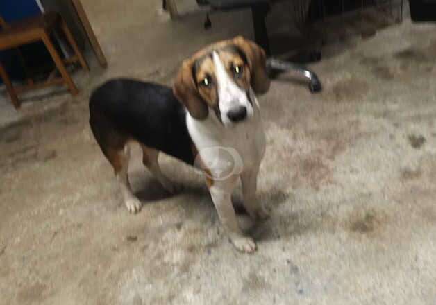 Beagle x for sale in Magherafelt, Magherafelt