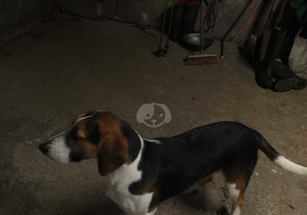 Beagle x for sale in Magherafelt, Magherafelt - Image 3