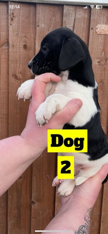 Beagle x spaniel £450 for sale in Dewsbury, West Yorkshire - Image 2