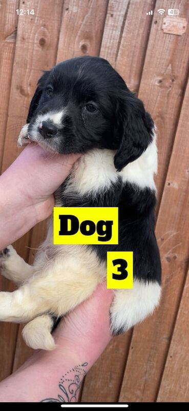 Beagle x spaniel £450 for sale in Dewsbury, West Yorkshire - Image 3