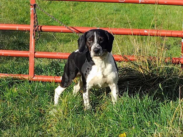 Beagle X springer spaniel for sale in Sheffield, South Yorkshire