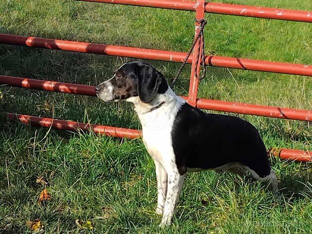 Beagle X springer spaniel for sale in Sheffield, South Yorkshire - Image 2