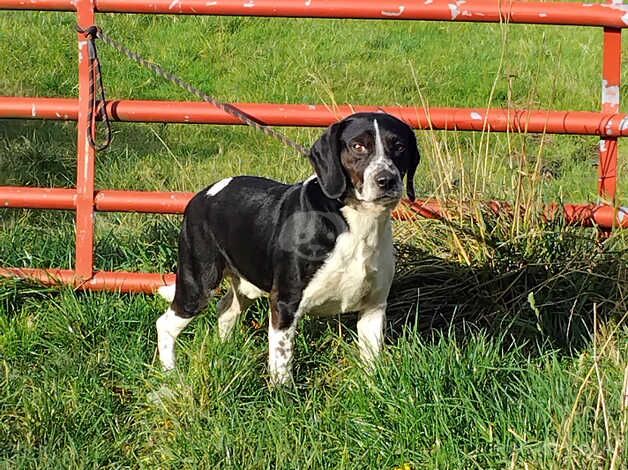 Beagle X springer spaniel for sale in Sheffield, South Yorkshire - Image 3