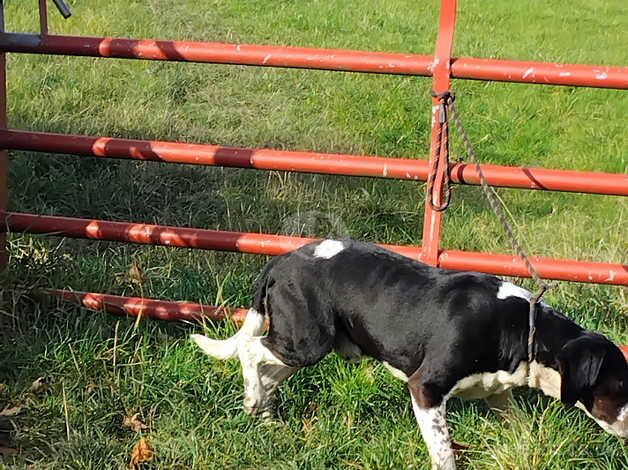 Beagle X springer spaniel for sale in Sheffield, South Yorkshire - Image 4