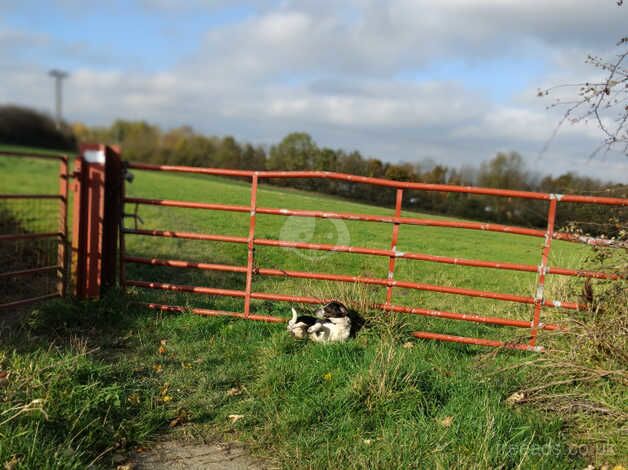 Beagle X springer spaniel for sale in Sheffield, South Yorkshire - Image 5