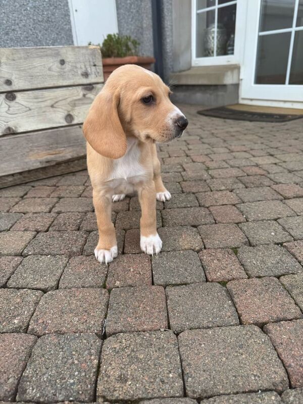 Beago Pups for sale in Cookstown, County Tyrone