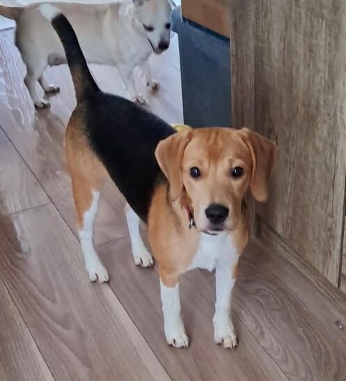 Beautiful beagle girl for sale in St Mellons / Llaneurwg, South Glamorgan