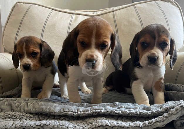 Beautiful Beagle Pedigree Puppies NOW READY for sale in Fishguard/Abergwaun, Pembrokeshire