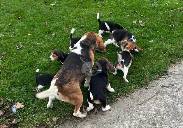 Beautiful Beagle Pedigree Puppies NOW READY for sale in Fishguard/Abergwaun, Pembrokeshire - Image 2