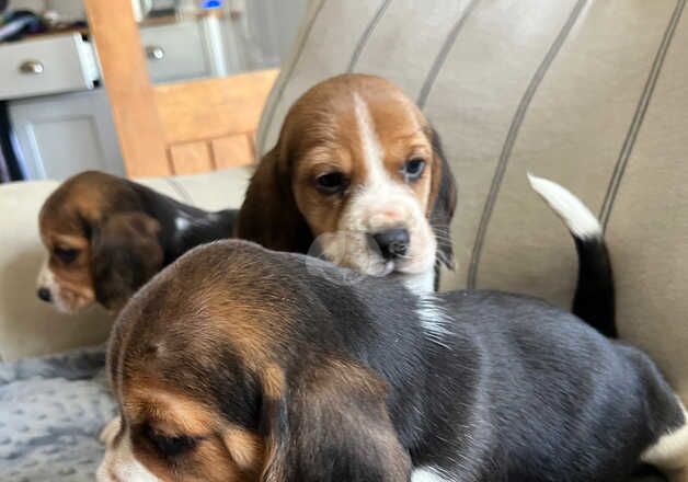 Beagle Puppies for sale in Pembrokeshire