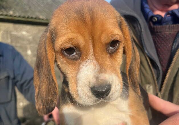 Beautiful Beagle Pedigree Puppies NOW READY for sale in Fishguard/Abergwaun, Pembrokeshire - Image 4