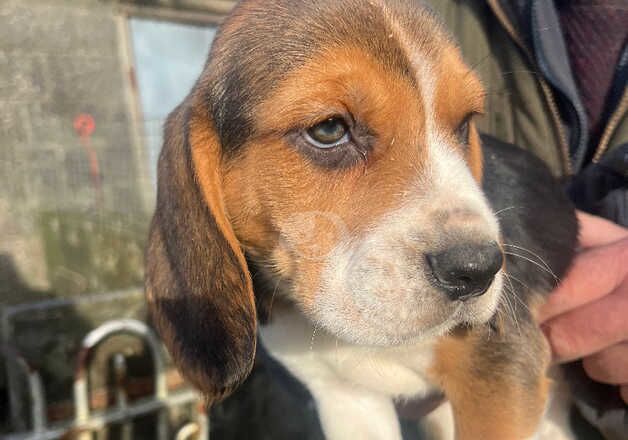 Beautiful Beagle Pedigree Puppies NOW READY for sale in Fishguard/Abergwaun, Pembrokeshire - Image 5