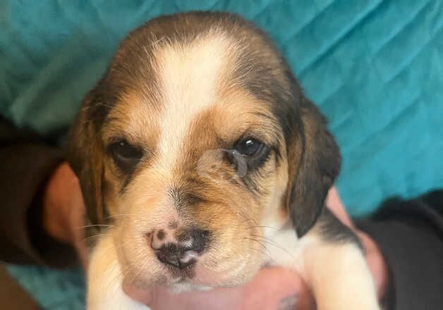 Beautiful Beagle Puppies for sale in Accrington, Lancashire