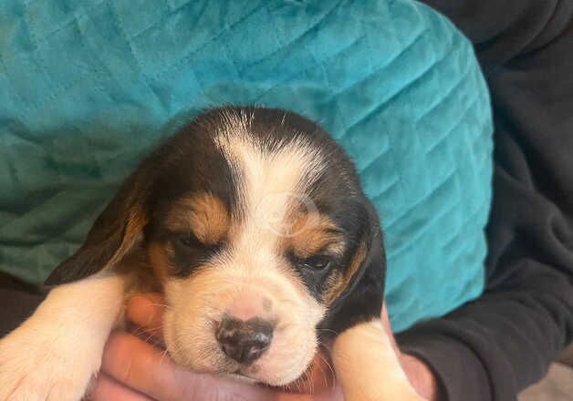 Beautiful Beagle Puppies for sale in Accrington, Lancashire - Image 2