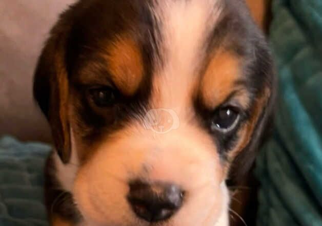 Beagle Puppies for sale in Lancashire