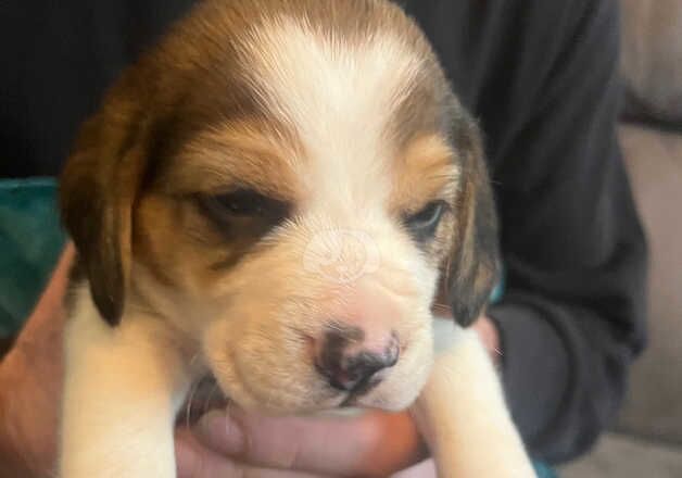 Beagle Puppies for sale