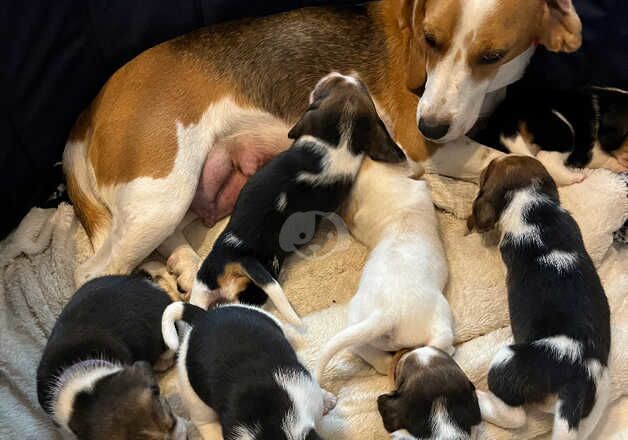 Beautiful Beagle Puppies for sale in Accrington, Lancashire - Image 5