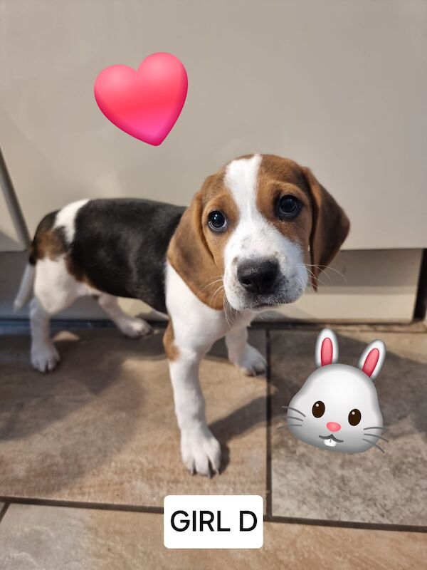 ❤️❤️Beautiful beagle pups ❤️❤️ for sale in Birches Head, Staffordshire - Image 2