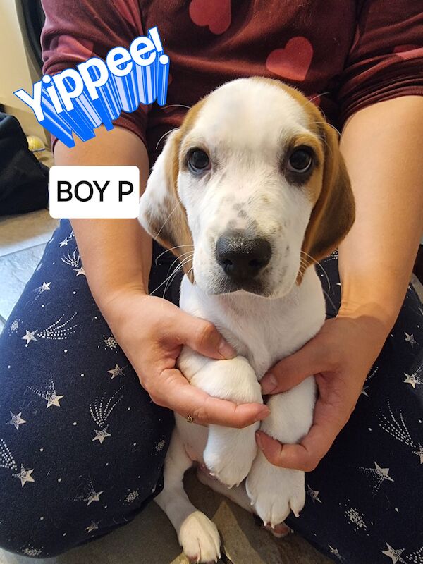 Beagle Puppies for sale in Staffordshire