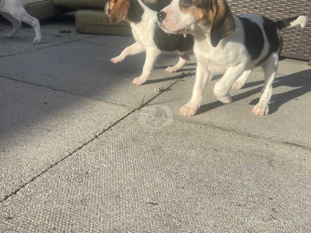 Beagle Puppies for sale in Merthyr Tydfil