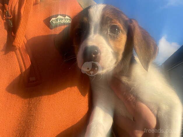 Beautiful beagle pups for sale in Merthyr Tydfil, Merthyr Tydfil - Image 4