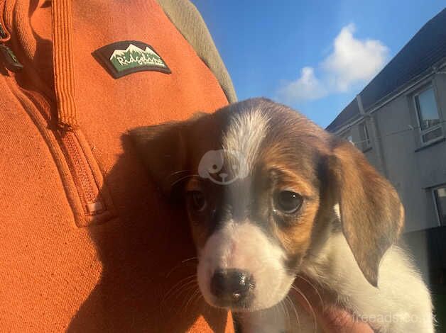 Beautiful beagle pups for sale in Merthyr Tydfil, Merthyr Tydfil - Image 5