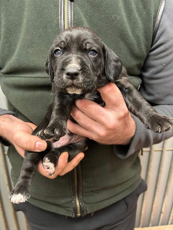 Bocker pups for sale in Doncaster, South Yorkshire