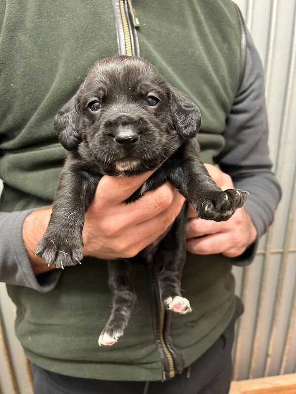 Bocker pups for sale in Doncaster, South Yorkshire - Image 2