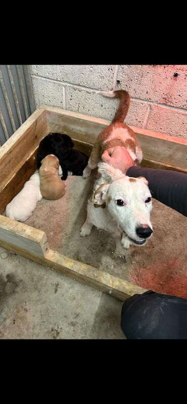 Beagle Puppies for sale in South Yorkshire