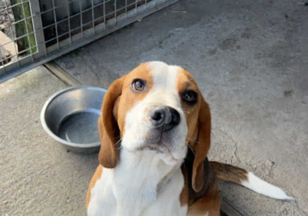 Beagles for sale in Swansea/Abertawe, Swansea