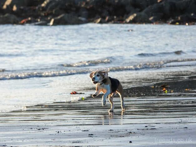 Beagles for sale in Darlington, County Durham