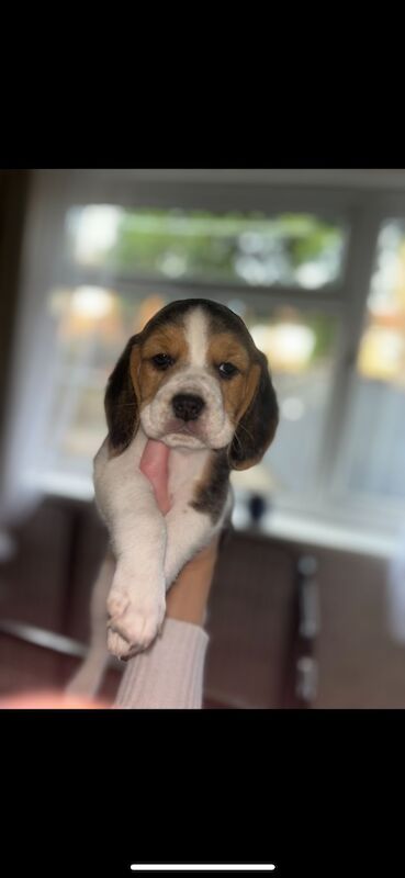 Chunky beagles for sale. for sale in Greater Manchester