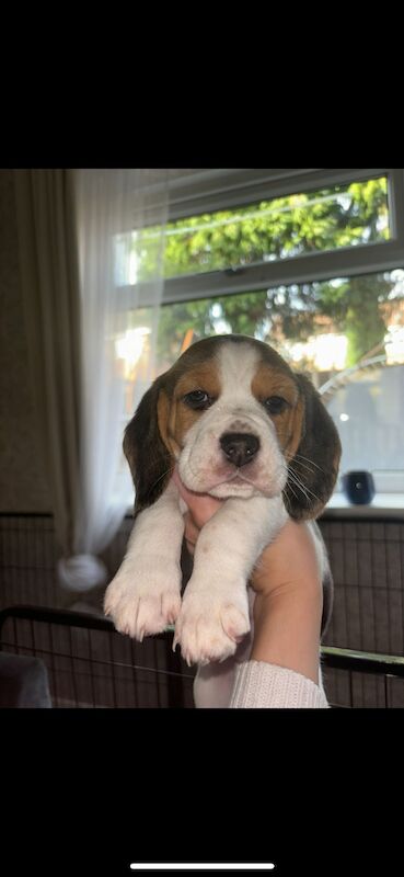 Chunky beagles for sale. for sale in Greater Manchester - Image 2