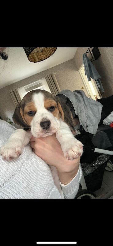 Chunky beagles for sale. for sale in Greater Manchester - Image 3