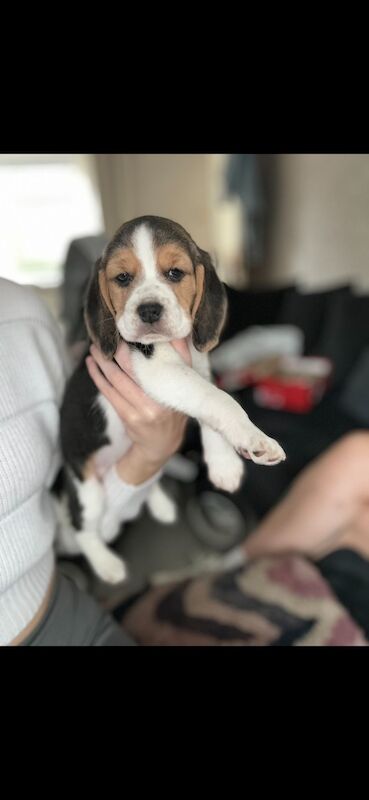 Chunky beagles for sale. for sale in Greater Manchester - Image 4