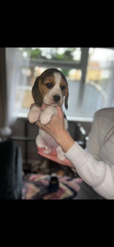 Chunky beagles for sale. for sale in Greater Manchester - Image 5