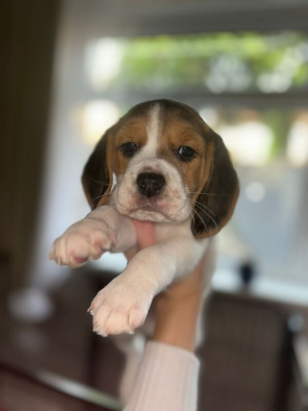 Chunky beagles for sale. for sale in Greater Manchester - Image 6