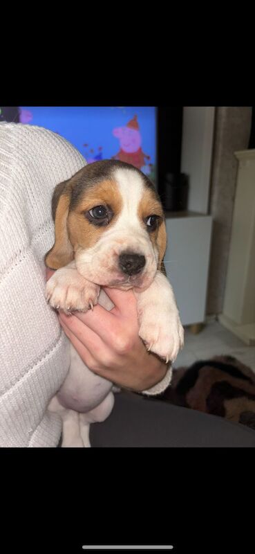 Chunky beagles for sale. for sale in Greater Manchester - Image 7