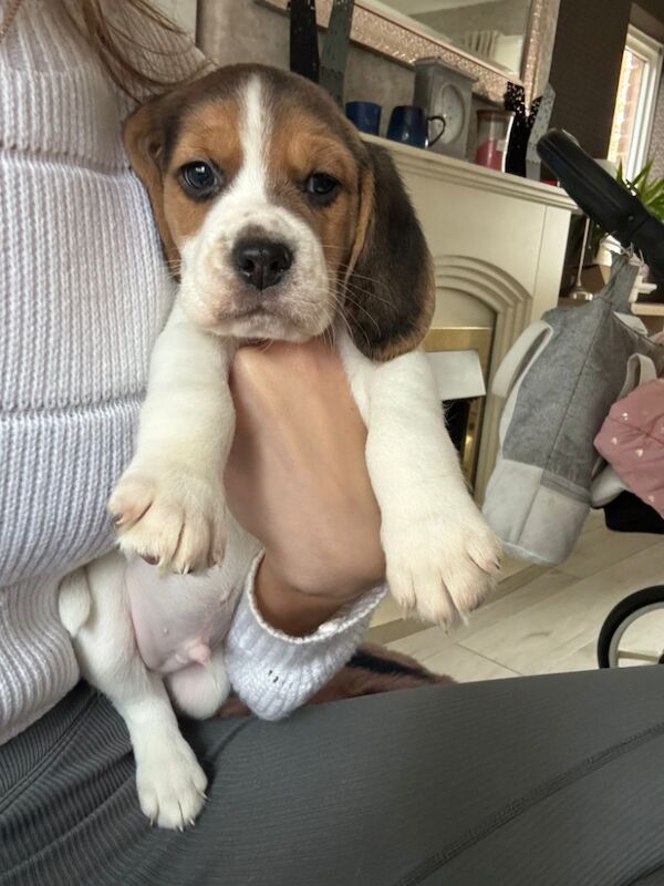 Chunky beagles for sale. for sale in Greater Manchester - Image 8