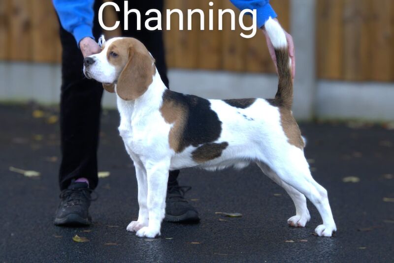 **STUNNING BEAGLE PUPPIES (KC REGISTERED)*** for sale in Gretna, Dumfries and Galloway - Image 9