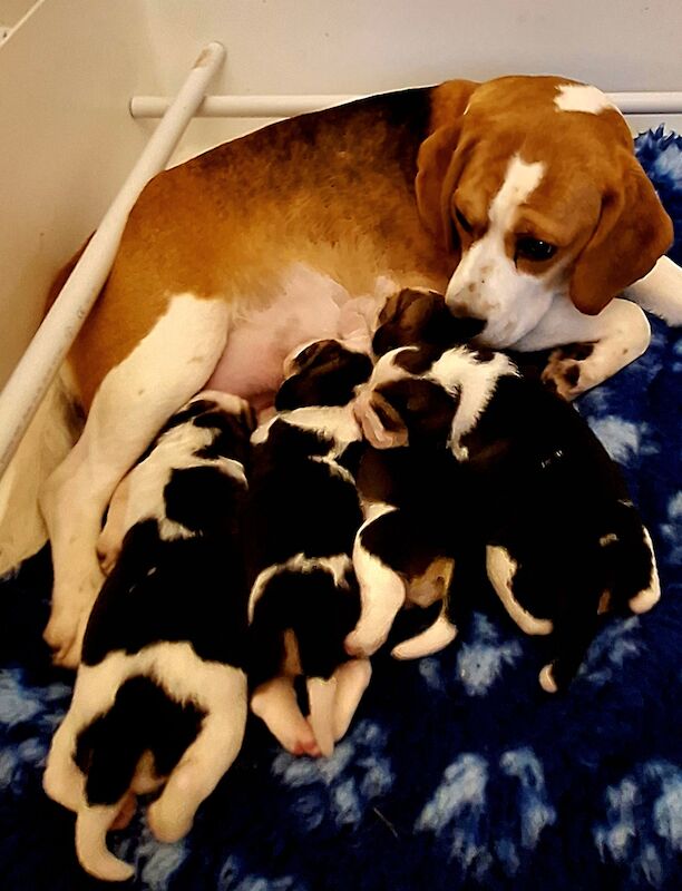 **STUNNING BEAGLE PUPPIES (KC REGISTERED)*** for sale in Gretna, Dumfries and Galloway - Image 5