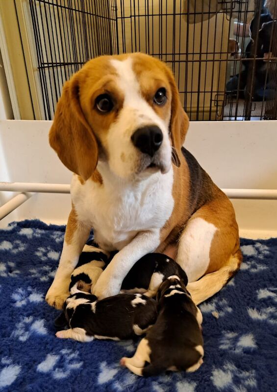 **STUNNING BEAGLE PUPPIES (KC REGISTERED)*** for sale in Gretna, Dumfries and Galloway - Image 8