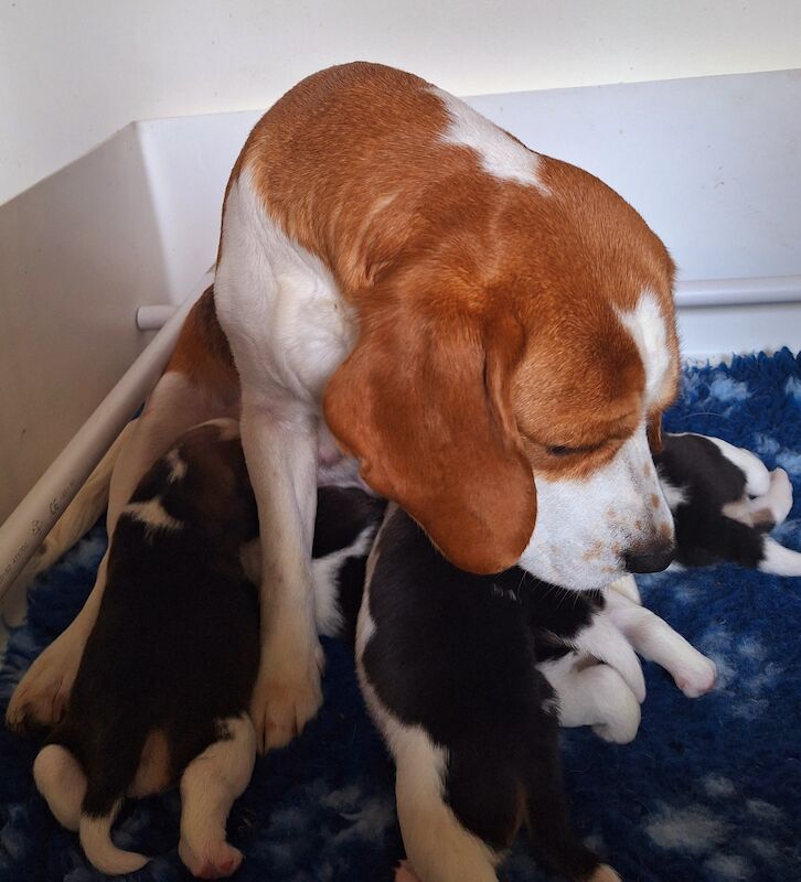 **STUNNING BEAGLE PUPPIES (KC REGISTERED)*** for sale in Gretna, Dumfries and Galloway - Image 6