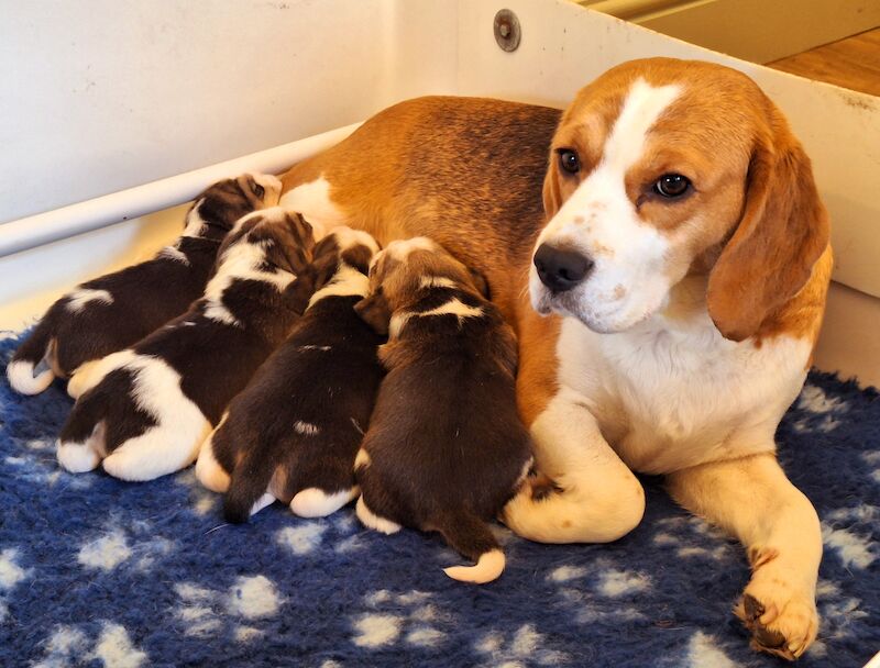 Beagle Puppies for sale