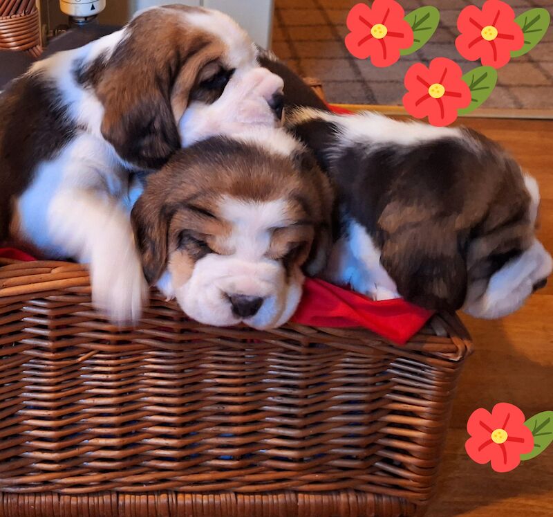 Beagles for sale in Gretna, Dumfries and Galloway