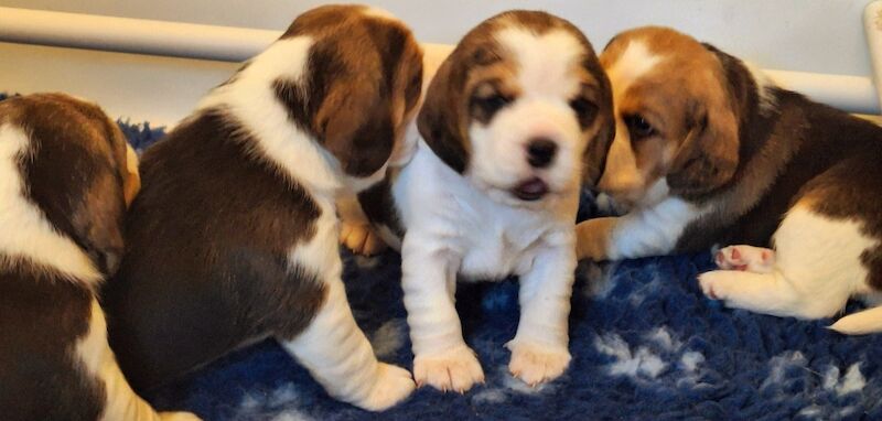 KC Registered Beagle Puppies for sale in Dumfries and Galloway