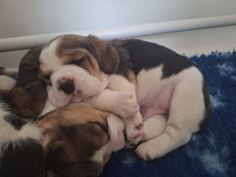 **STUNNING BEAGLE PUPPIES (KC REGISTERED)*** for sale in Gretna, Dumfries and Galloway - Image 11